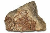 Dinosaur (Triceratops) Frill Shield Section - Montana #338928-1